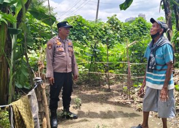 Bhabinkamtibmas Polsek Taman Dampingi Warga Kembangkan Kebun Terong