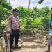 Bhabinkamtibmas Polsek Taman Dampingi Warga Kembangkan Kebun Terong