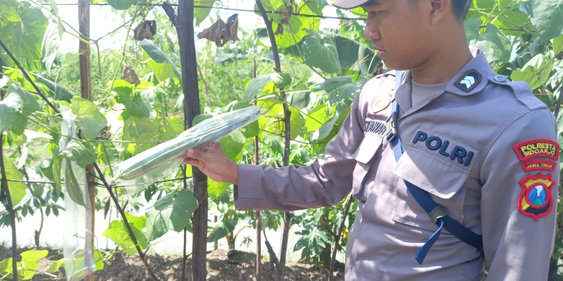 Polisi Dukung Ketahanan Pangan Desa Kedungsumur Krembung, Optimalkan Tanaman Labu