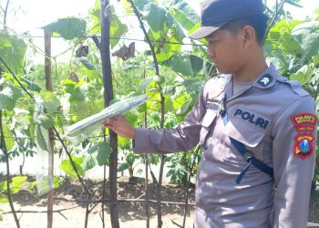 Polisi Dukung Ketahanan Pangan Desa Kedungsumur Krembung, Optimalkan Tanaman Labu
