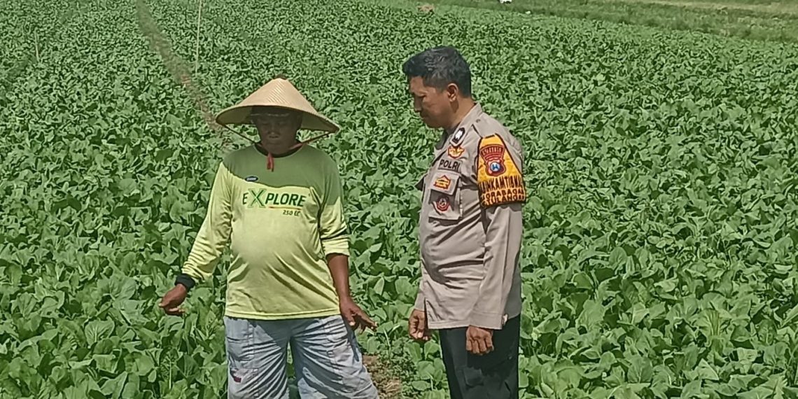 Bhabinkamtibmas Desa Grabagan Polsek Tulangan Cek Lahan Sayur