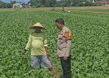 Bhabinkamtibmas Desa Grabagan Polsek Tulangan Cek Lahan Sayur