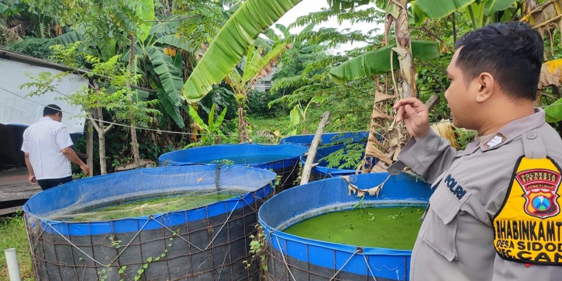 Bhabinkamtibmas Sidodadi Polsek Candi Dukung Ketahanan Pangan Lewat Budidaya Ikan Lele