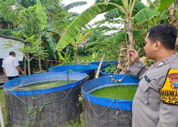 Bhabinkamtibmas Sidodadi Polsek Candi Dukung Ketahanan Pangan Lewat Budidaya Ikan Lele