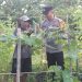 Polsek Taman Kembangkan Tanaman Hortikultura
