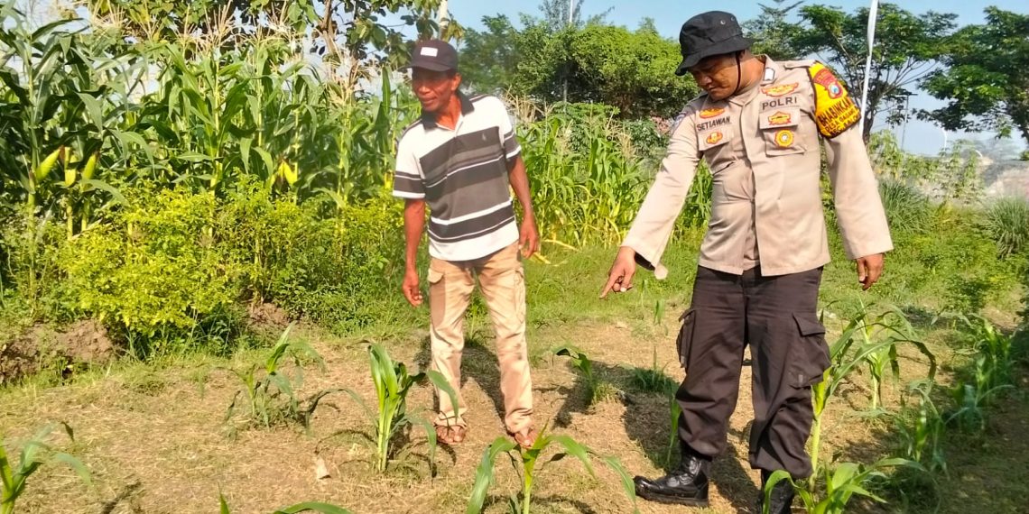Bhabinkamtibmas Polsek Balongbendo Dampingi Perawatan Tanaman Jagung