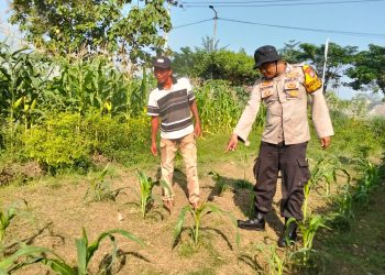 Bhabinkamtibmas Polsek Balongbendo Dampingi Perawatan Tanaman Jagung