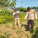 Bhabinkamtibmas Polsek Balongbendo Dampingi Perawatan Tanaman Jagung