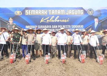 Imigrasi Surabaya dan Forkopimda Sidoarjo Kolaborasi Dukung Ketahanan Pangan Melalui Semarak Tanam Jagung
