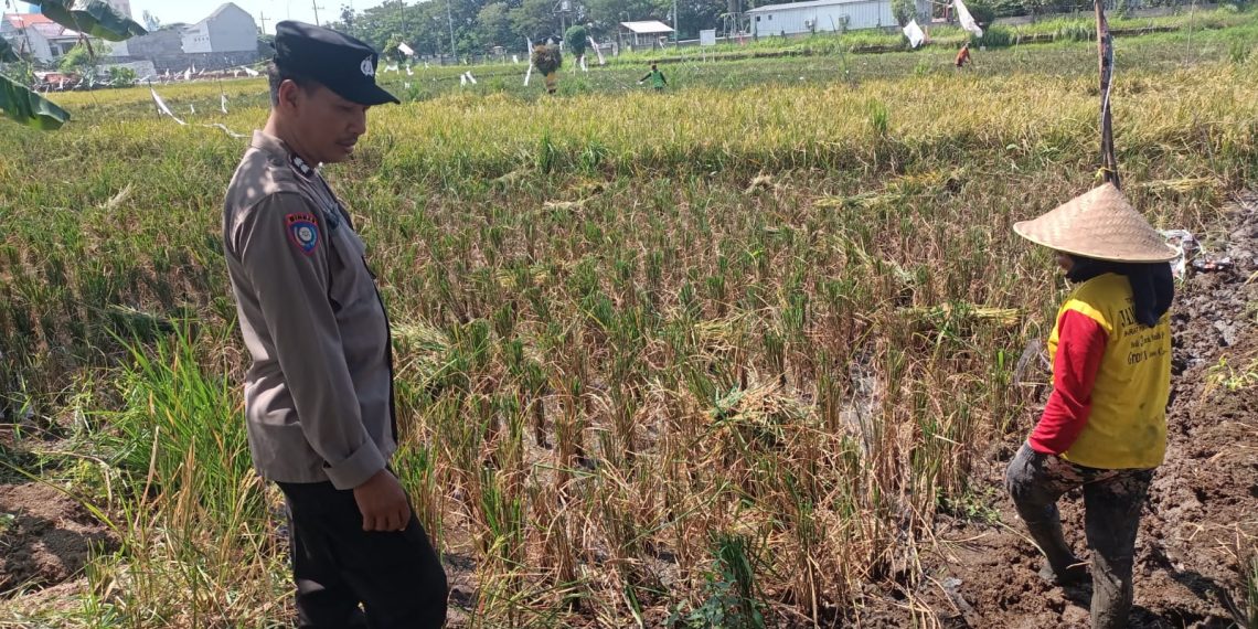 Polisi Bantu Warga Sepanjang Taman Giatkan Ketahanan Pangan Lewat Penanaman Padi