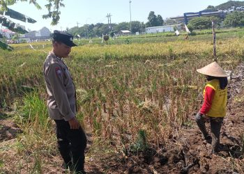 Polisi Bantu Warga Sepanjang Taman Giatkan Ketahanan Pangan Lewat Penanaman Padi