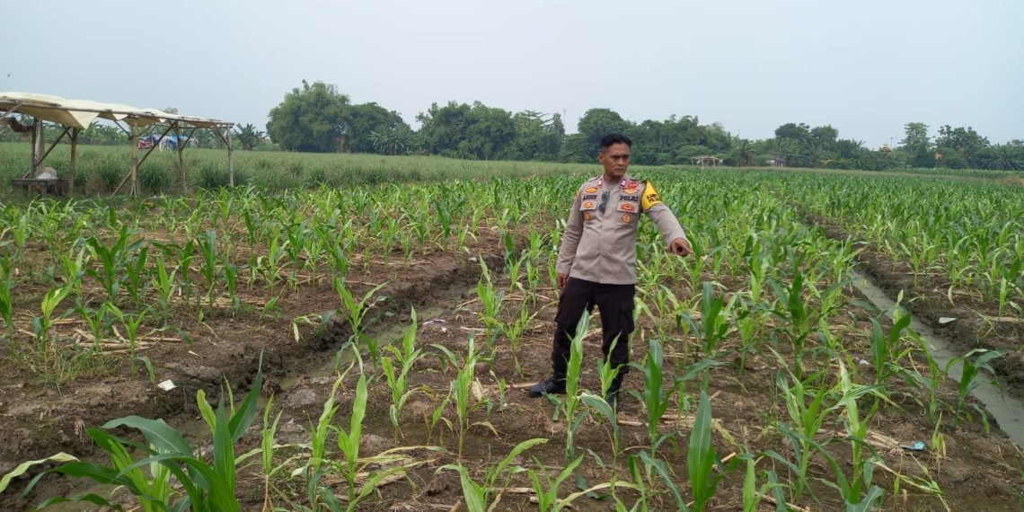 Polisi dan Petani Kompak Rawat Jagung Hibrida di Desa Wonomlati