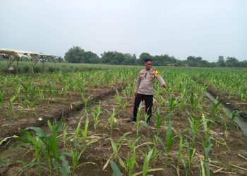 Polisi dan Petani Kompak Rawat Jagung Hibrida di Desa Wonomlati