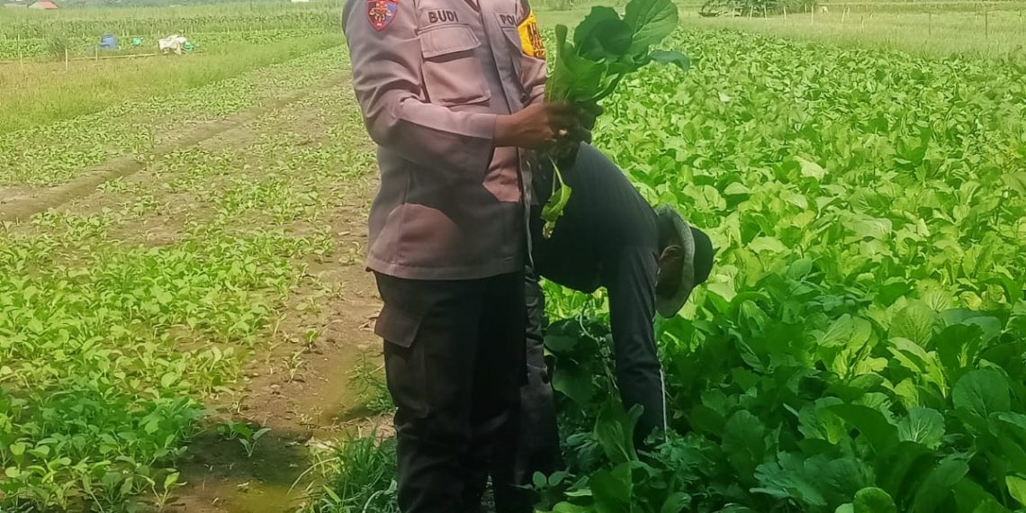 Polsek Krembung Dampingi Ketahanan Pangan Petani Desa Keret Rawat Tanaman Sawi