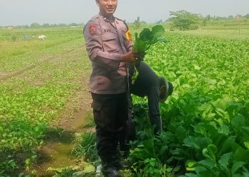 Polsek Krembung Dampingi Ketahanan Pangan Petani Desa Keret Rawat Tanaman Sawi