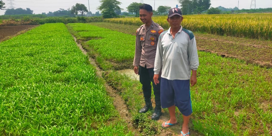 Bhabinkamtibmas Polsek Prambon Pantau Tanaman Kangkung Desa Wirobiting
