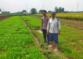 Bhabinkamtibmas Polsek Prambon Pantau Tanaman Kangkung Desa Wirobiting