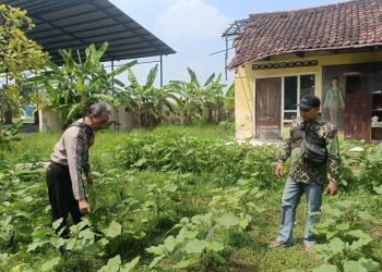Bhabinkamtibmas Polsek Prambon Dukung Program Ketahanan Pangan Desa Kedungsugo
