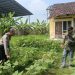 Bhabinkamtibmas Polsek Prambon Dukung Program Ketahanan Pangan Desa Kedungsugo