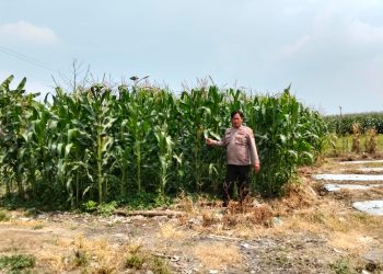 Kanit Binmas Polsek Prambon Tinjau Lahan Pangan Bergizi