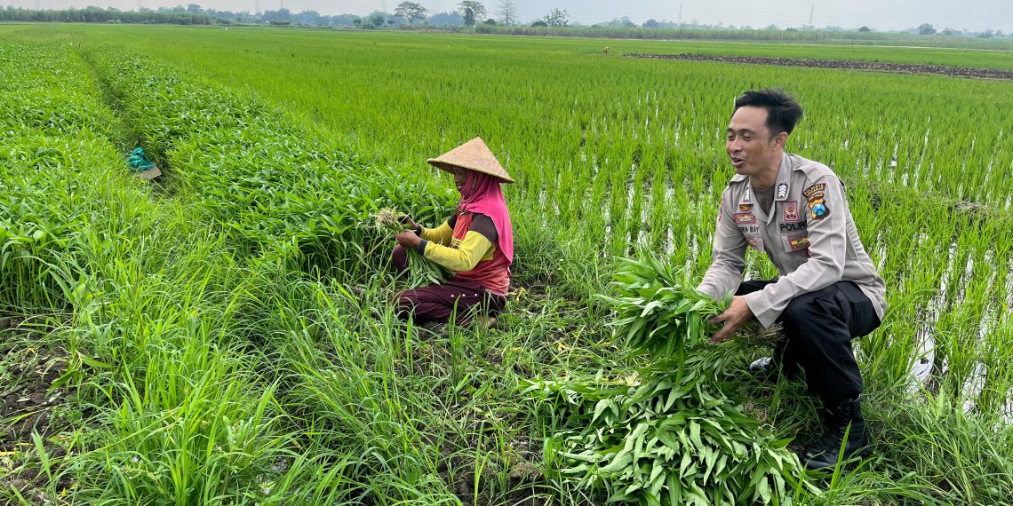 Bhabinkamtibmas Polsek Prambon Kontrol Lahan P2B Desa Gedangrowo