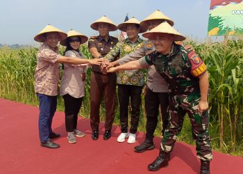Forkopimda Sidoarjo Gelar Panen Raya Jagung Serentak Dukung Swasembada Pangan 2025