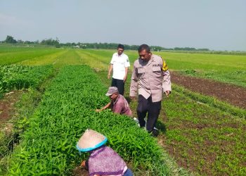 Bhabinkamtibmas Polsek Prambon Tinjau Ketahanan Pangan Warga Desa Jati Alun-alun
