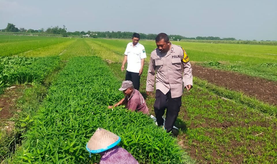 Bhabinkamtibmas Polsek Prambon Tinjau Ketahanan Pangan Warga Desa Jati Alun-alun