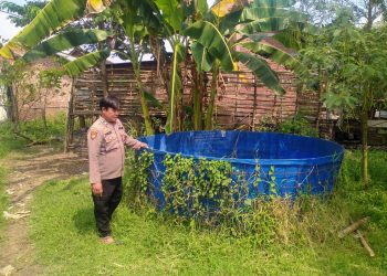 Kanit Binmas Polsek Prambon Tinjau Lahan Pangan Bergizi Desa Jatikalang