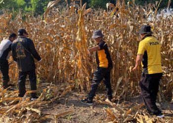 Polsek Balongbendo Gelar Pembersihan Lahan untuk Penanaman Jagung Serentak Dukung Ketahanan Pangan