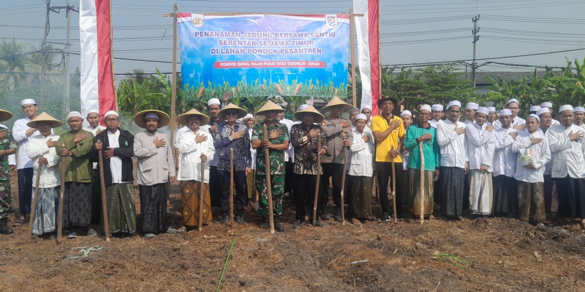 Forkopimka Krian Tanam Jagung Bersama Santri di Pondok Pesantren Darul Falah