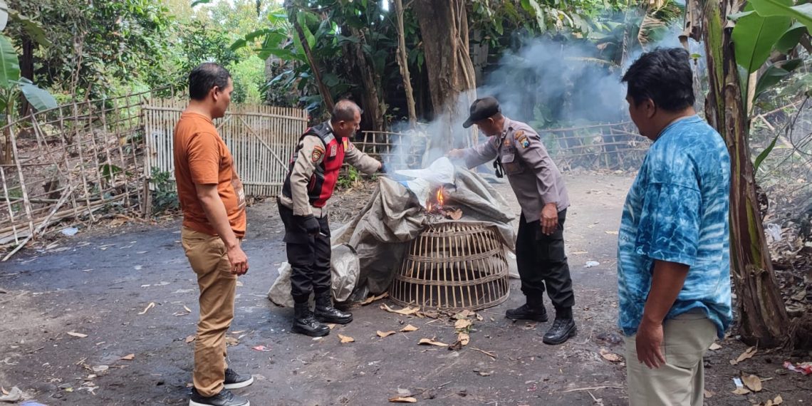 Polsek Balongbendo Datangi Arena Judi Sabung Ayam di Seketi