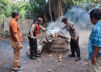 Polsek Balongbendo Datangi Arena Judi Sabung Ayam di Seketi