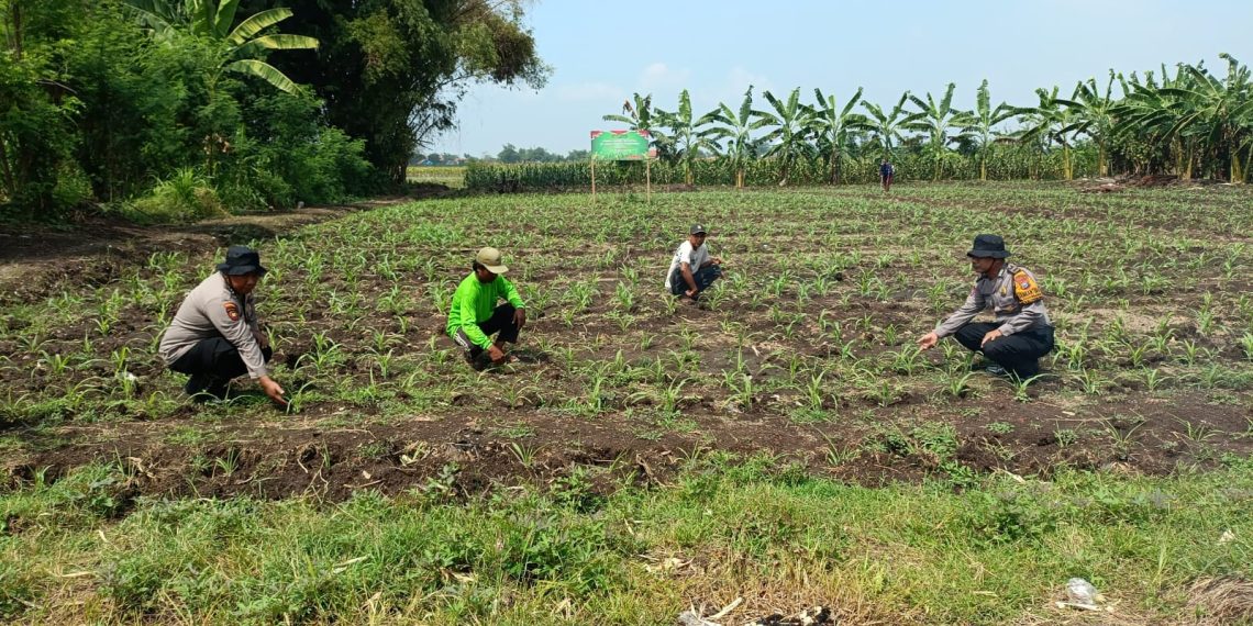 Polsek Balongbendo Olah Lahan Tidur di Pesantren Jadi Produktif