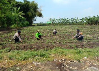 Polsek Balongbendo Olah Lahan Tidur di Pesantren Jadi Produktif
