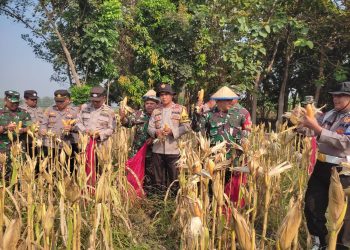 Panen Jagung di Desa Lemujut Krembung Dukung Program Ketahanan Pangan