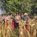 Panen Jagung di Desa Lemujut Krembung Dukung Program Ketahanan Pangan