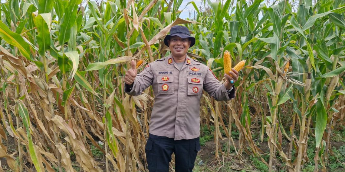 Polsek Balongbendo Dukung Program Ketahanan Pangan Lewat Pendampingan Panen Jagung