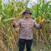 Polsek Balongbendo Dukung Program Ketahanan Pangan Lewat Pendampingan Panen Jagung