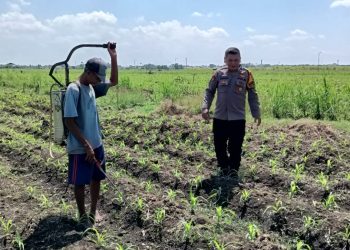 Polsek Tarik Gelar Patroli Lahan Jagung Dukung Ketahanan Pangan
