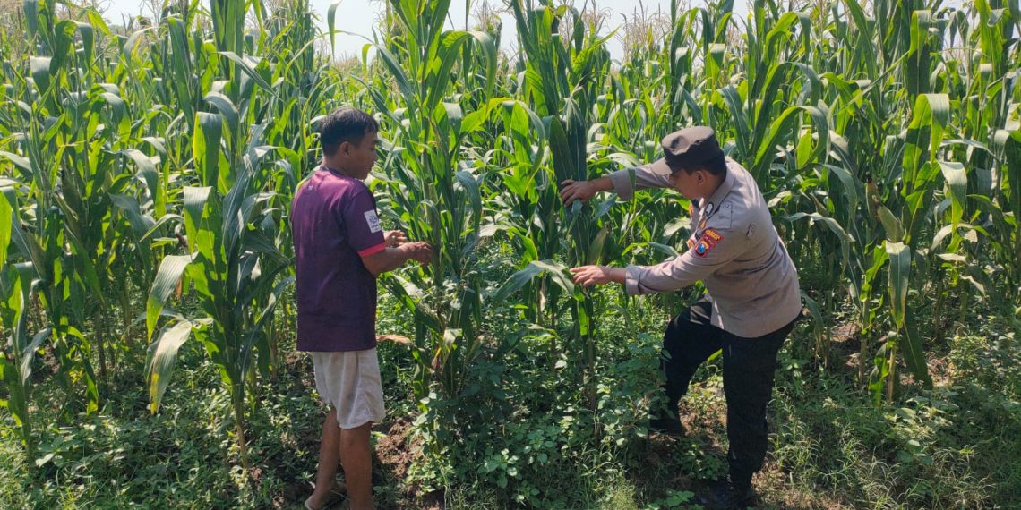 Bhabinkamtibmas Desa Bulang Pantau Perkembangan Tanaman Jagung Dukung Ketahanan Pangan