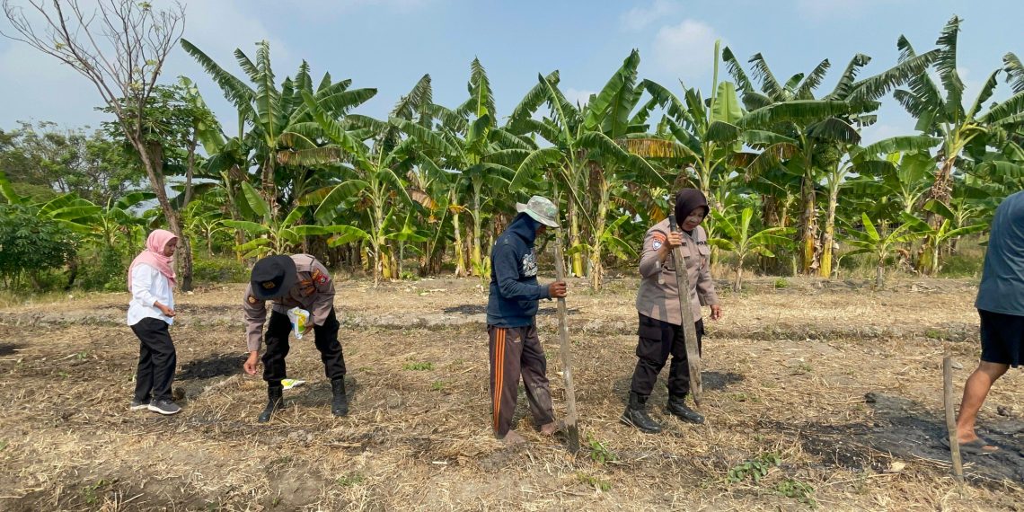 Kanit Binmas Polsek Gedangan Optimalkan Tanaman Jagung di Desa Punggul