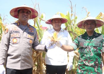 Bupati Sidoarjo Subandi Dukung Swasembada Pangan, Panen Raya Jagung Kuartal III di Balongbendo