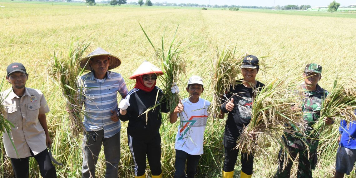 Wabup Mimik Idayana Kerahkan Pompa Air Aliri Sawah, Petani Desa Bakungtemenggungan Panen Raya Padi