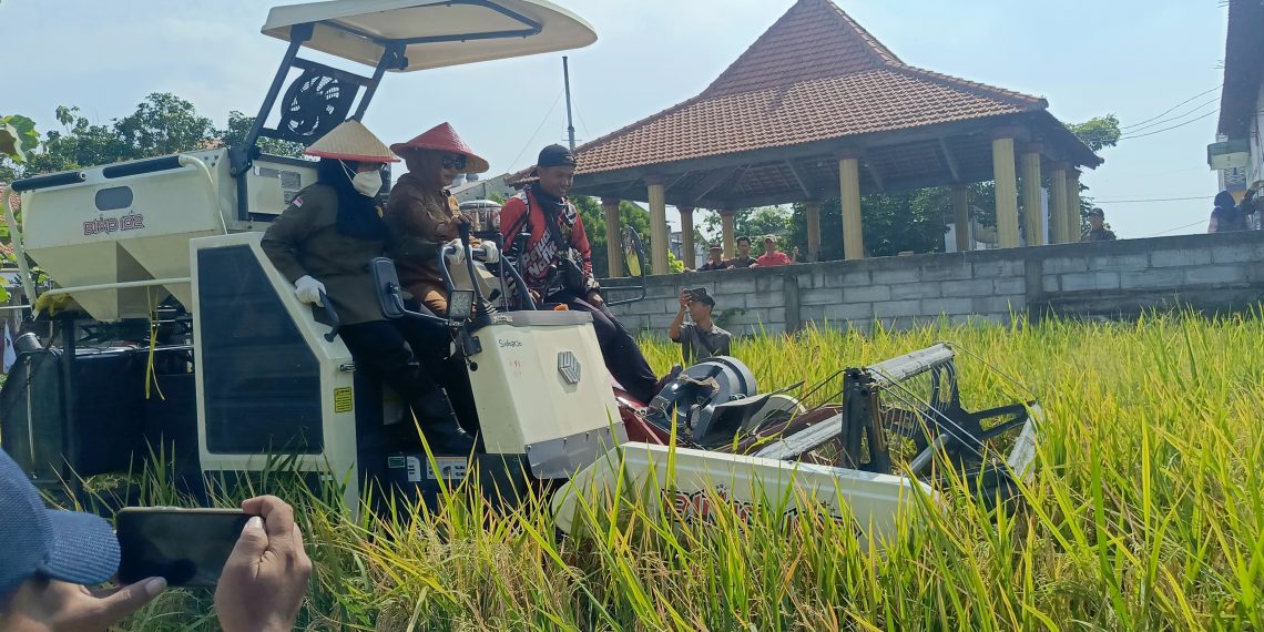Wabup Mimik﻿ Idayana﻿ Senang Panen Raya Padi di Pertapan Maduretno Inisiasi TMI Berhasil