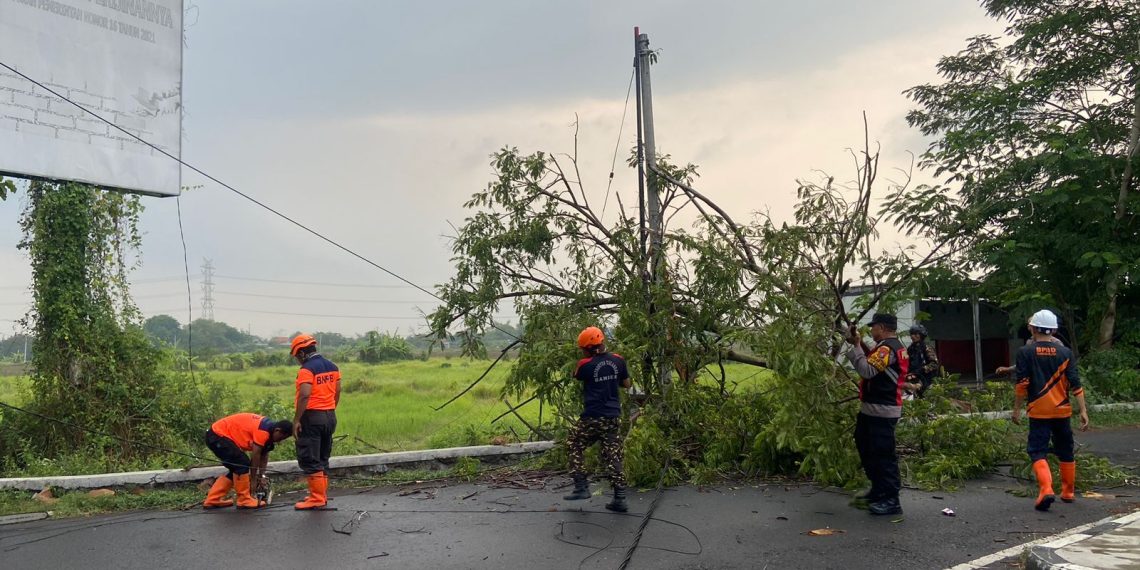 Turun Bareng Evakuasi Pohon Tumbang di Tulangan Sidoarjo
