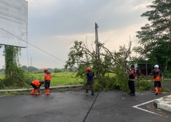 Turun Bareng Evakuasi Pohon Tumbang di Tulangan Sidoarjo