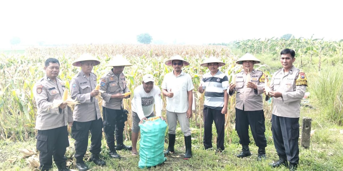 Polsek Tulangan dan Petani Gelar Panen Jagung di Lahan Produktif Desa Pangkemiri