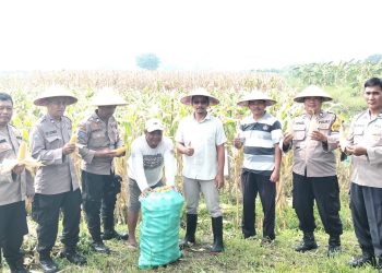 Polsek Tulangan dan Petani Gelar Panen Jagung di Lahan Produktif Desa Pangkemiri