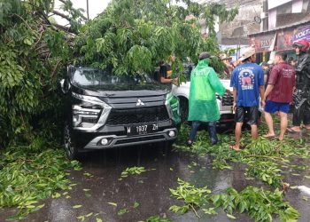 Pohon Tumbang Timpa Mobil di Buduran, Polsek Buduran Gerak Cepat Lakukan Penanganan